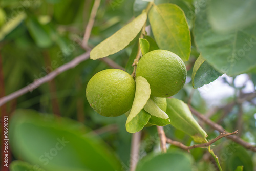 Green lemon on tree