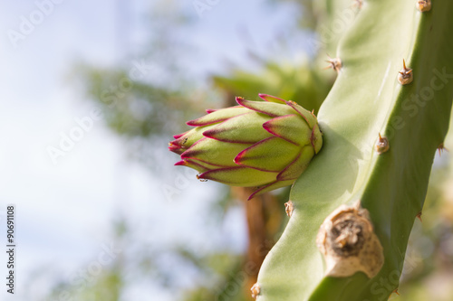 Hylocereus undatus (Haw) Britt. & Rose photo