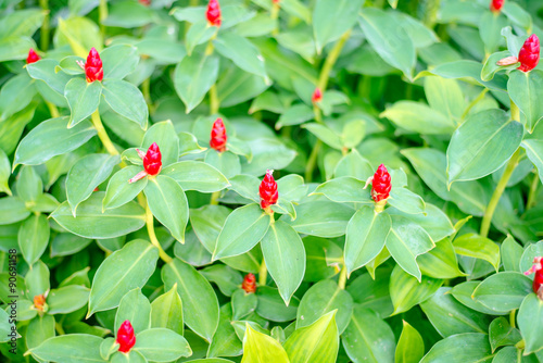 Fototapeta Naklejka Na Ścianę i Meble -  Shampoo Ginger flower