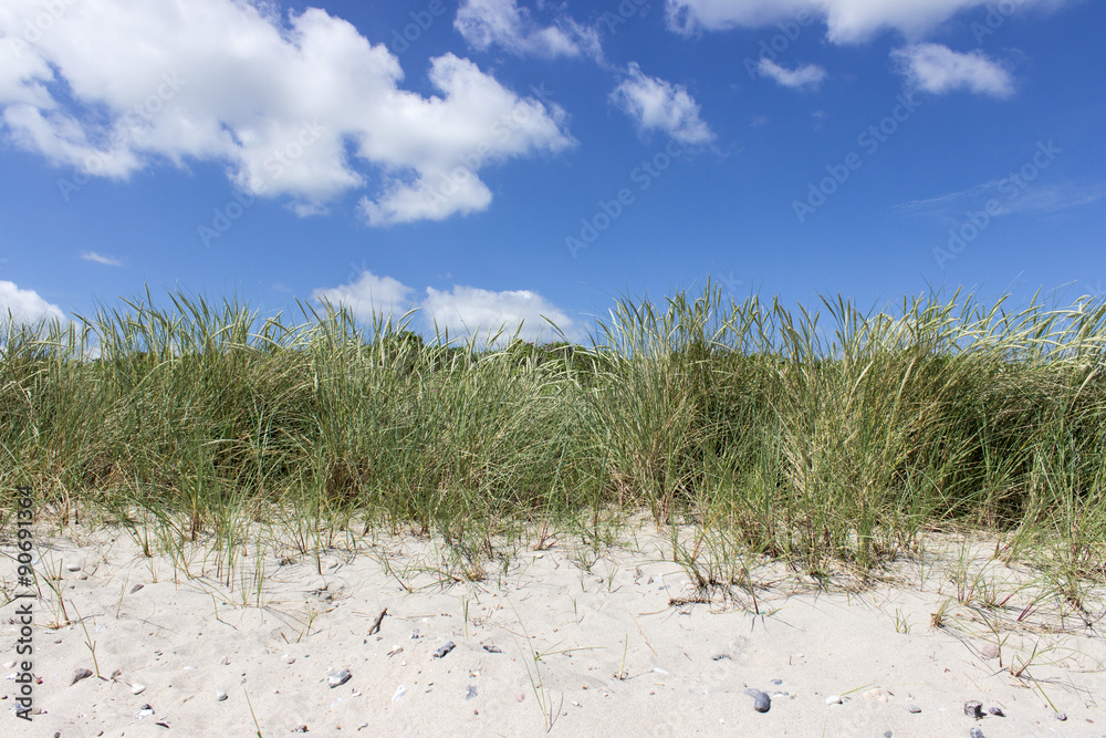 sandy beach / Beach grass on the sandy beach of the Baltic Sea sandy beach / Beach grass on the sandy beach of the Baltic Sea