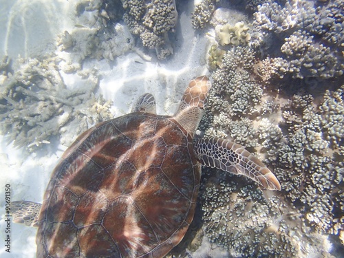 turtle in Ausralia photo