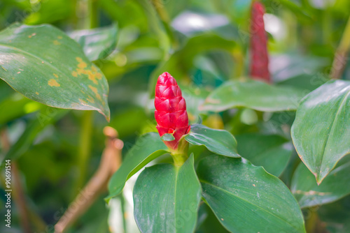 Fototapeta Naklejka Na Ścianę i Meble -  Shampoo Ginger flower
