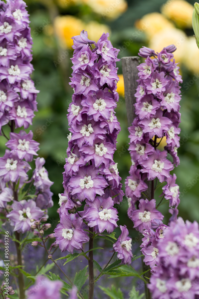 Fototapeta premium Purple Delphinium Flower in Garden
