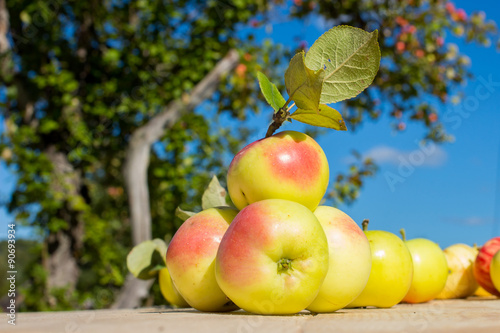 Fresh apples on wooden table in garden photo