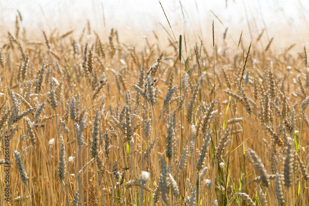 Fototapeta premium golden wheat in a farm field