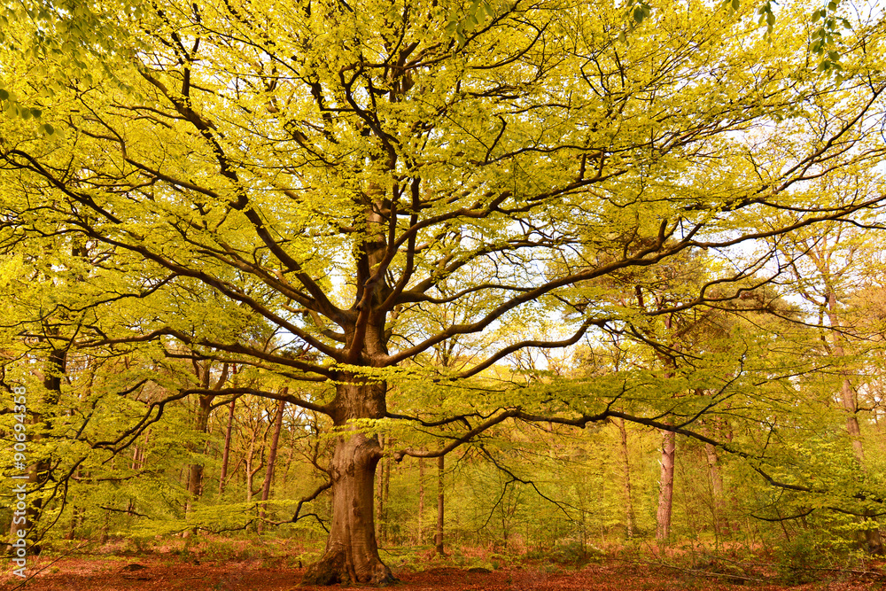 Fototapeta premium Background of Yellow, orange, red Fall autumn tree in the forest woods