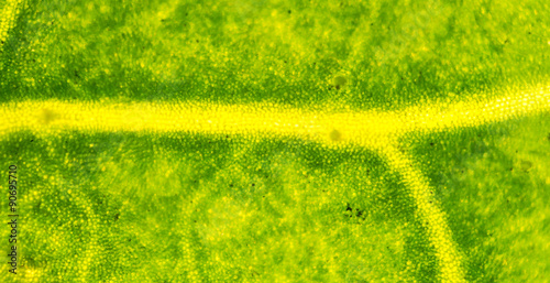 Fototapeta Naklejka Na Ścianę i Meble -  micrograph of green leaf with breathing cells stomata