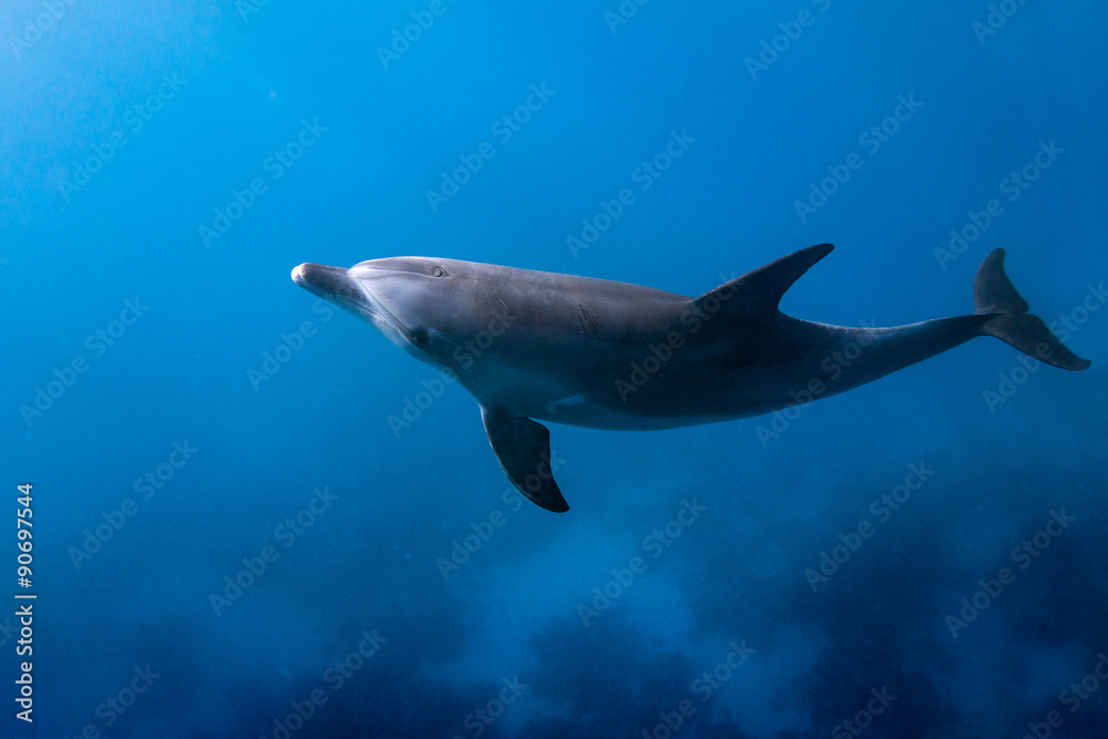 Obraz premium Dolphin Looking Up
