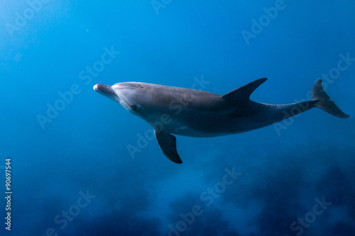 Print op canvas Dolphin Looking Up