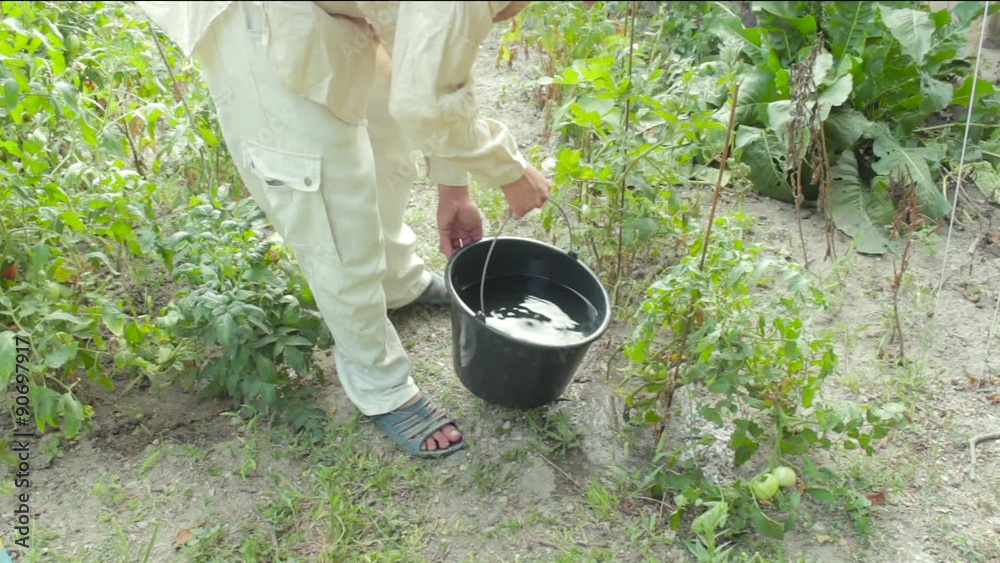 watering plants with household bucket watering plants with household bucket