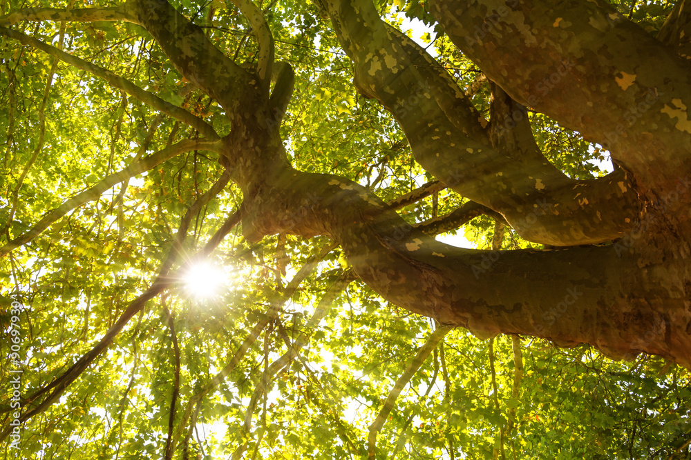 Fototapeta premium Baum Sonne Lichtstrahlen