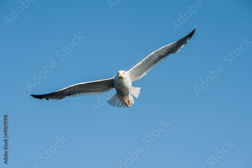 Seagull