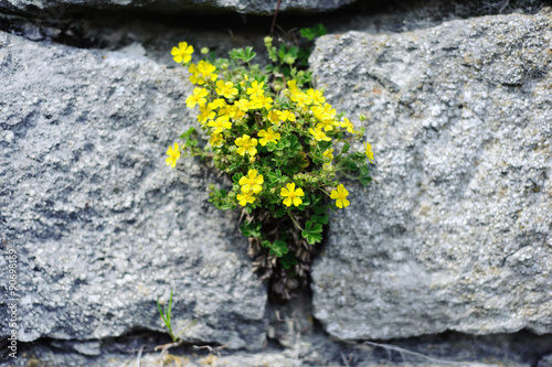Yellow flowers on the large grey stones