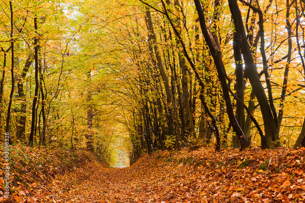 Fototapeta premium Path covered with foliage in autumn forest