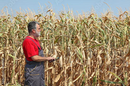 Farmer examine corn field before harvest using tablet