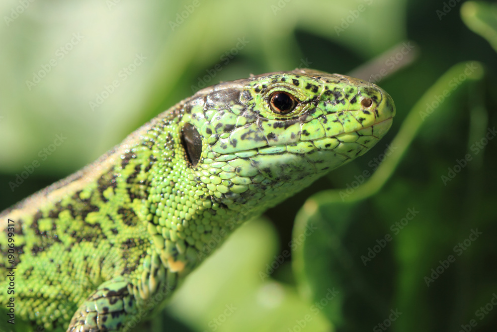 green lizard