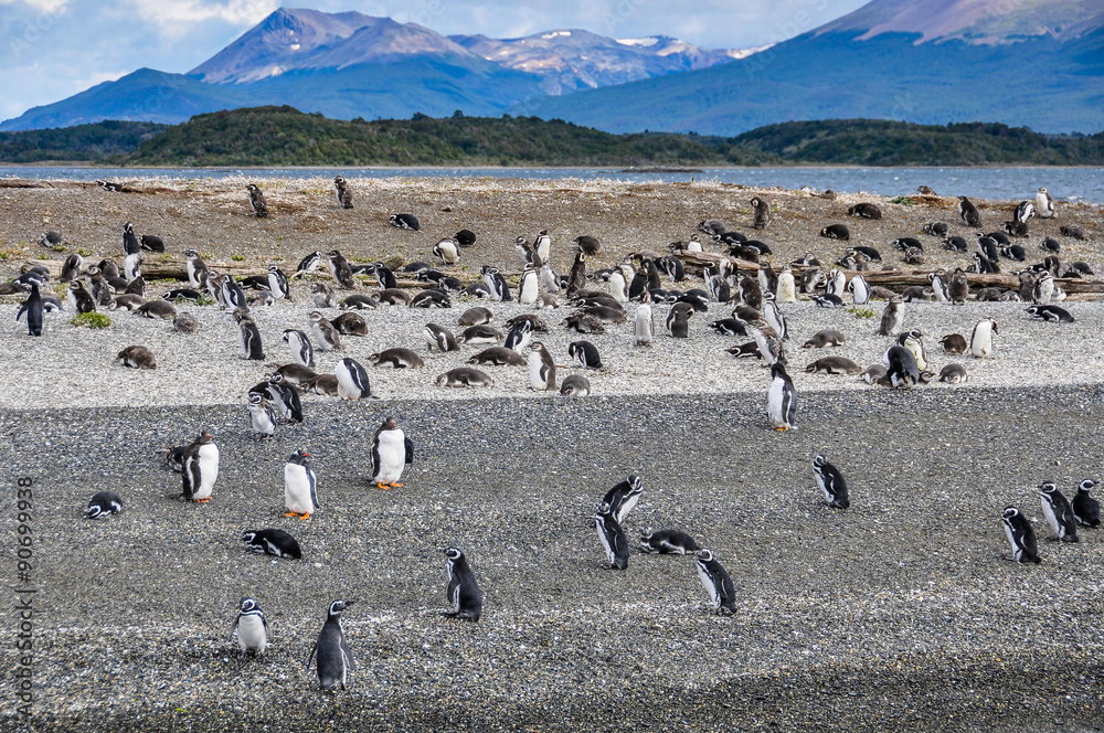 Fototapeta premium Penguins, Beagle Channel, Ushuaia, Argentina