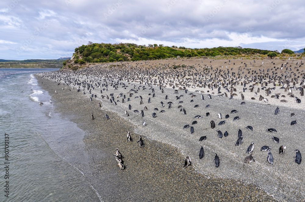 Fototapeta premium Island of Penguins, Beagle Channel, Ushuaia, Argentina