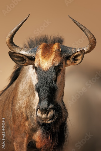 Blue wildebeest portrait photo