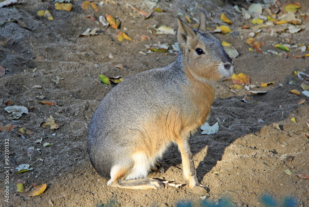 Obraz premium Patagonian maras - (Dolichotis patagonum)