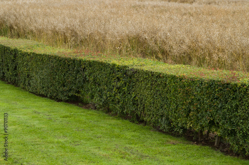 Φωτογραφία privet hedge