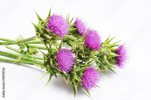 Milk Thistle