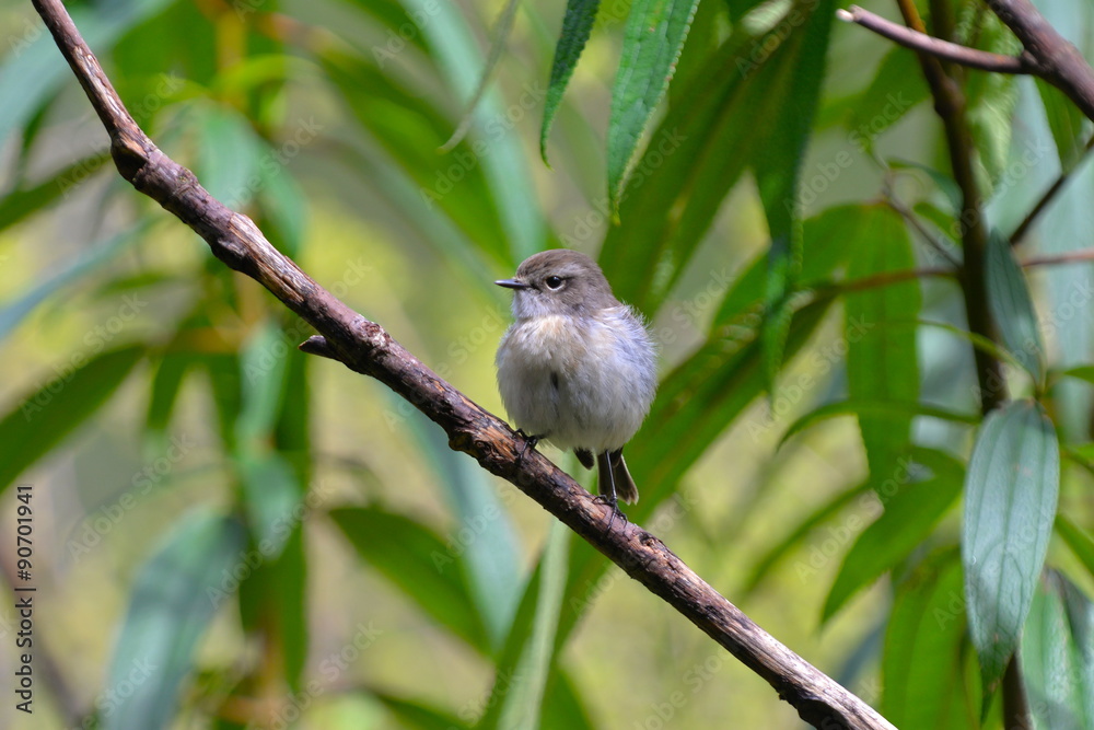 Oiseau blanc, Réunion Oiseau blanc, Réunion