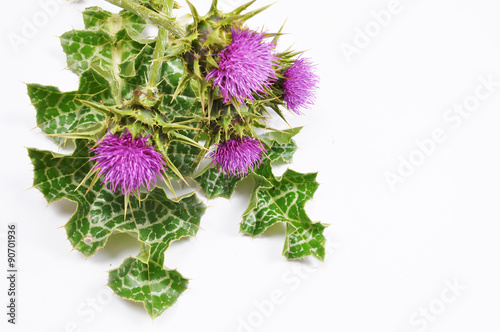 Quadro em tela Milk Thistle