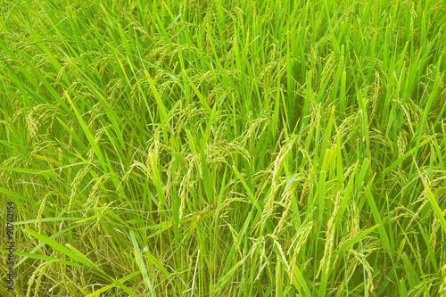 golden rice field