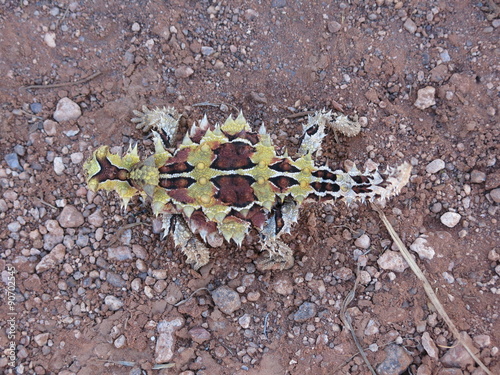 Thorny devil, Australia photo
