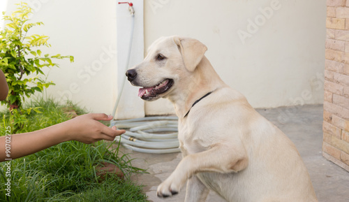 Fototapeta Naklejka Na Ścianę i Meble -  Human and dog hold hands.