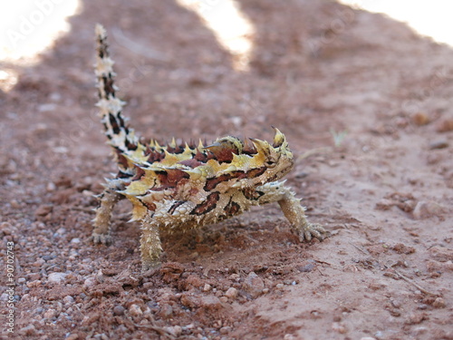 Thorny devil, Australia photo
