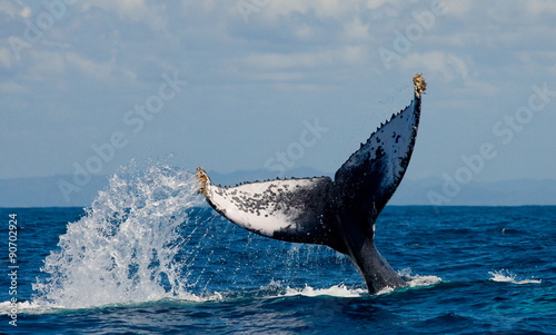 Humpback whale tail above the water. Madagascar. Waters of the island of St. Mary. 