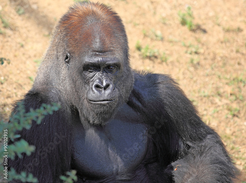 portrait d'un gorille mâle dos argenté