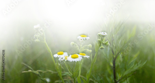 Daisy Flower field on a sunny day.