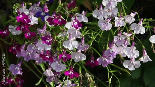 Lobelia flowers blossom in the garden, HD footage photo