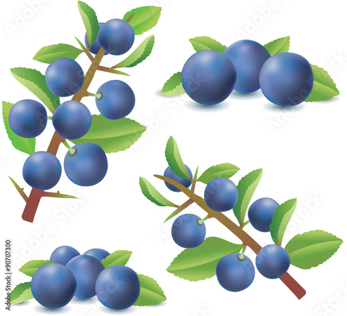 Blackthorn or Sloe berries isolated on white background. Prunus spinosa
