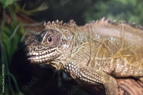 Lizard (Sailfin lizard) close-up portrait