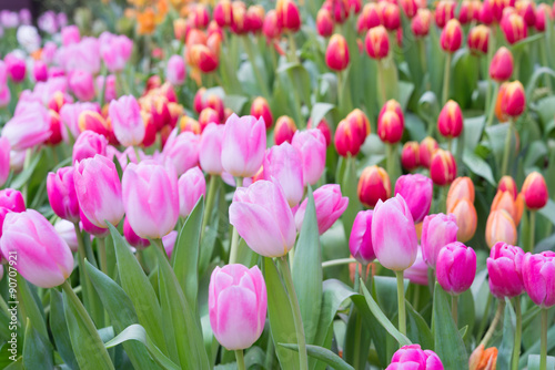 Fototapeta Naklejka Na Ścianę i Meble -  Fresh colorful tulips