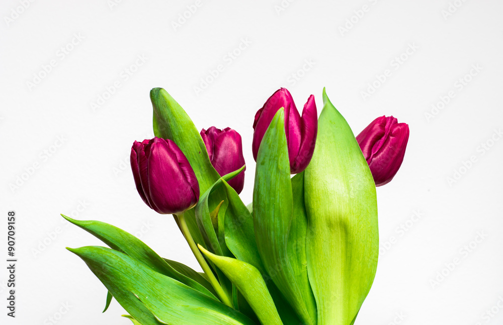 Naklejka premium tulipany