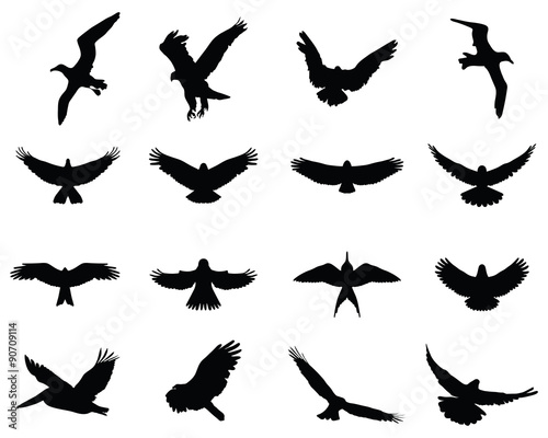 Black silhouettes of birds in flight, vector