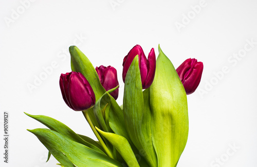 Fototapeta Naklejka Na Ścianę i Meble -  tulipany