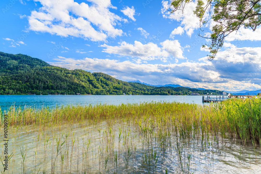 Green grass in water of Worthersee lake in summer, Austria