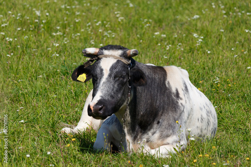 Wallpaper Mural Cow on the field. Torontodigital.ca