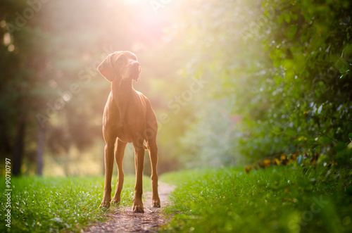 Vizsla and sun