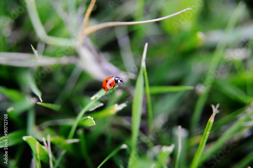 Ladybird close-up on grass