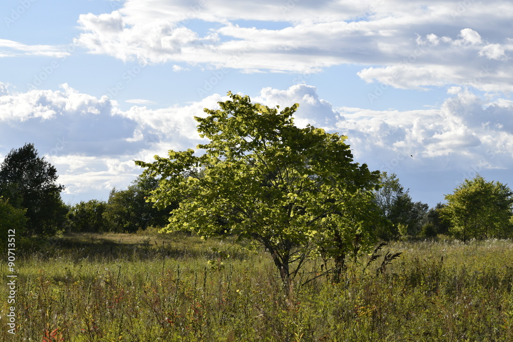 Fototapeta premium луга у Волги