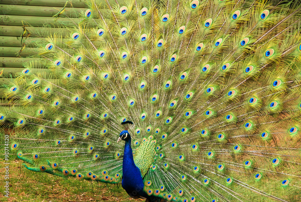 Obraz premium Peacock