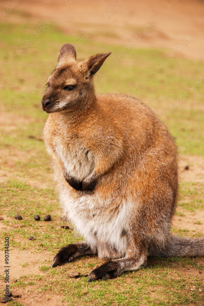 Fototapeta premium Wallaby