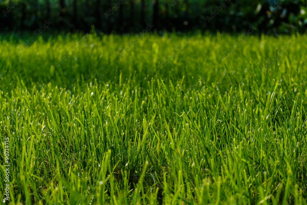 Grass lawn.